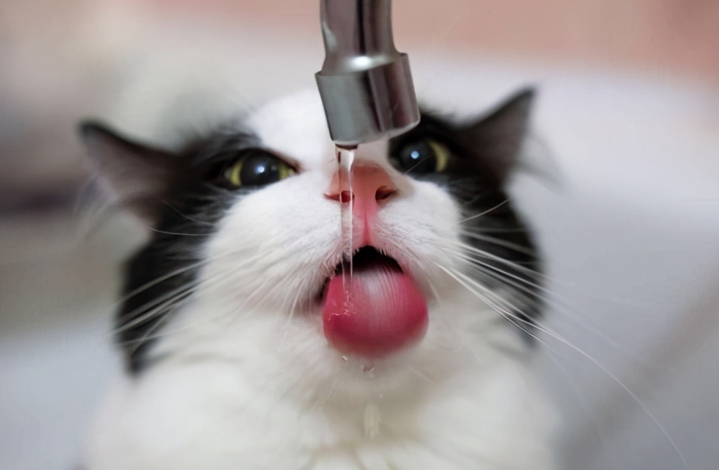 猫咪喝水讲究多:在喝水方面,猫更加精致