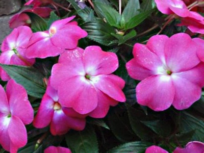 凤仙花用什么繁殖