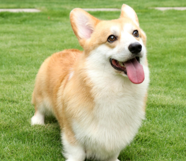 长毛柯基和短毛柯基有什么区别(详解二者之间的区别)