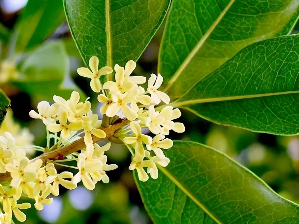 月桂树与桂花树的区别（四季桂和月桂的不同点）