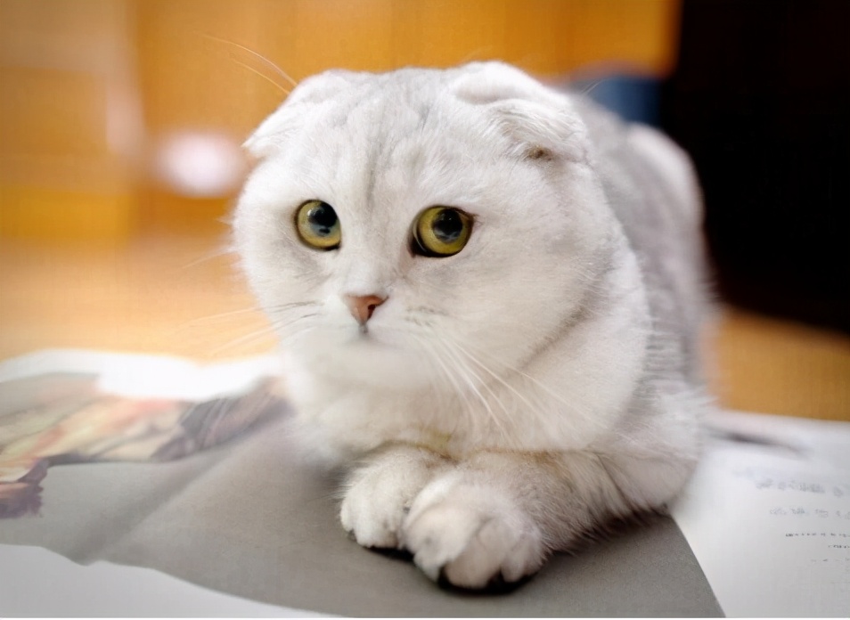 不养折耳猫的5大理由，你能接受吗？