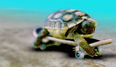 乌龟寿命最长多少年？为什么乌龟会如此长寿呢？