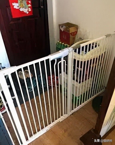 猫咪为啥沉迷吸鞋？这样会传染脚气吗？