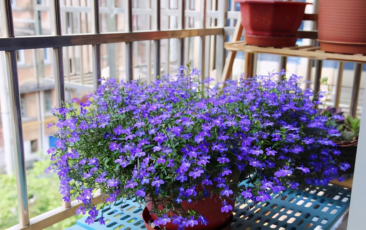 萼距花的养殖方法和注意事项(6种花尽情晒越晒越开花)