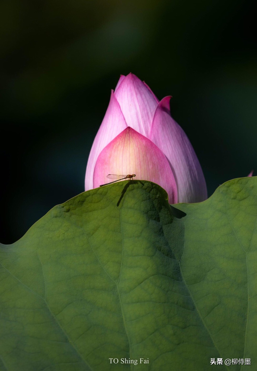 搜图片出处(这些照片百里挑一) - 赤虎壹号