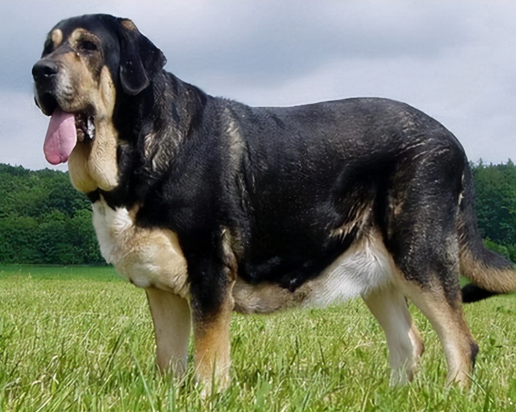 马士提犬作为最古老的犬种之一,,体重大多在80