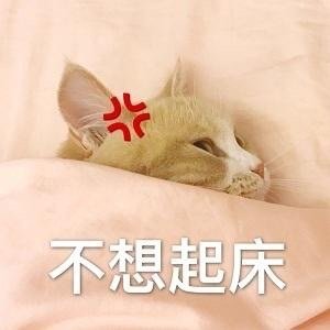 猫咪叫你起床表情包：起床了吗、快起床