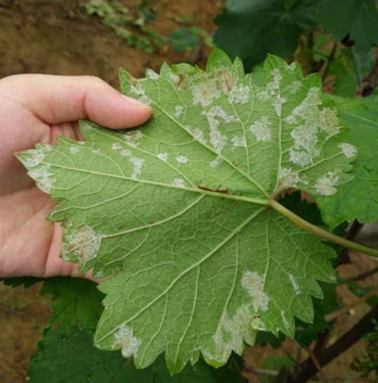 不可小觑的葡萄灰霉病,如此防治,便可大事化小,小事化了