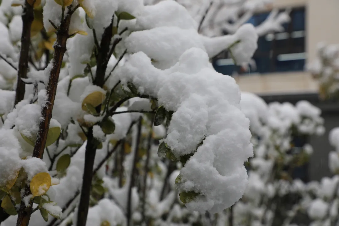 初雪中的开元学校,真美