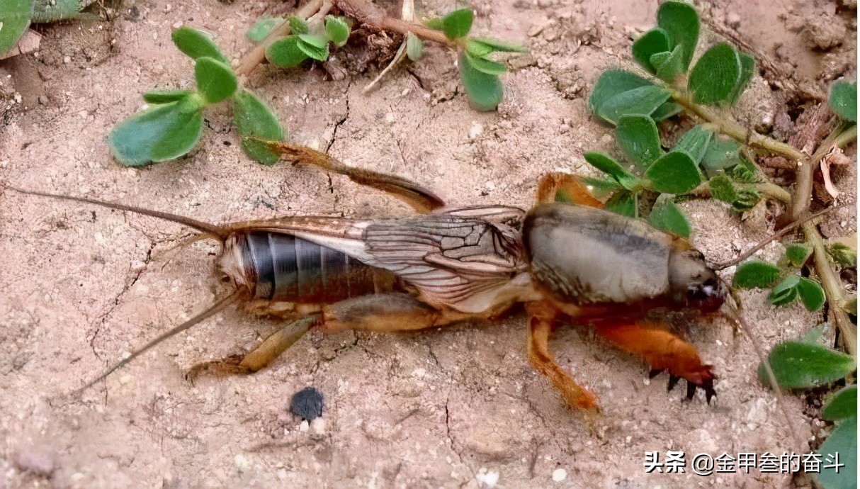 蝲蝲蛄图片东北蝲蛄