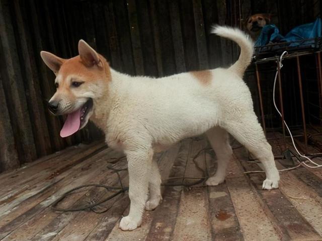 很多人养狗,都希望能养到一只帅气可爱,能旺家旺财的狗狗.