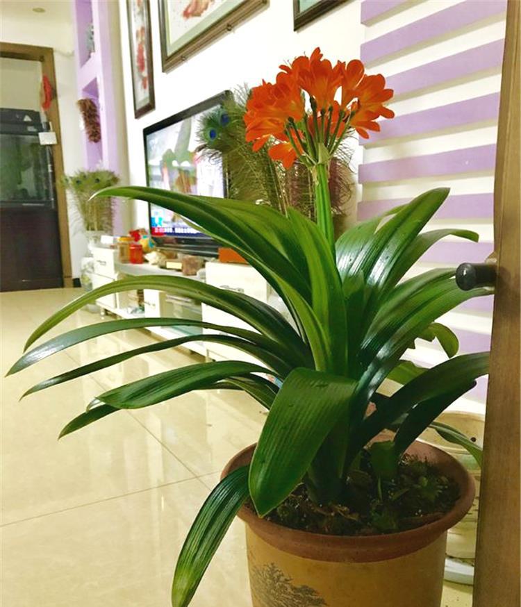 10种健康花，适合养客厅，吉祥有品味，关键个个都是净化高手