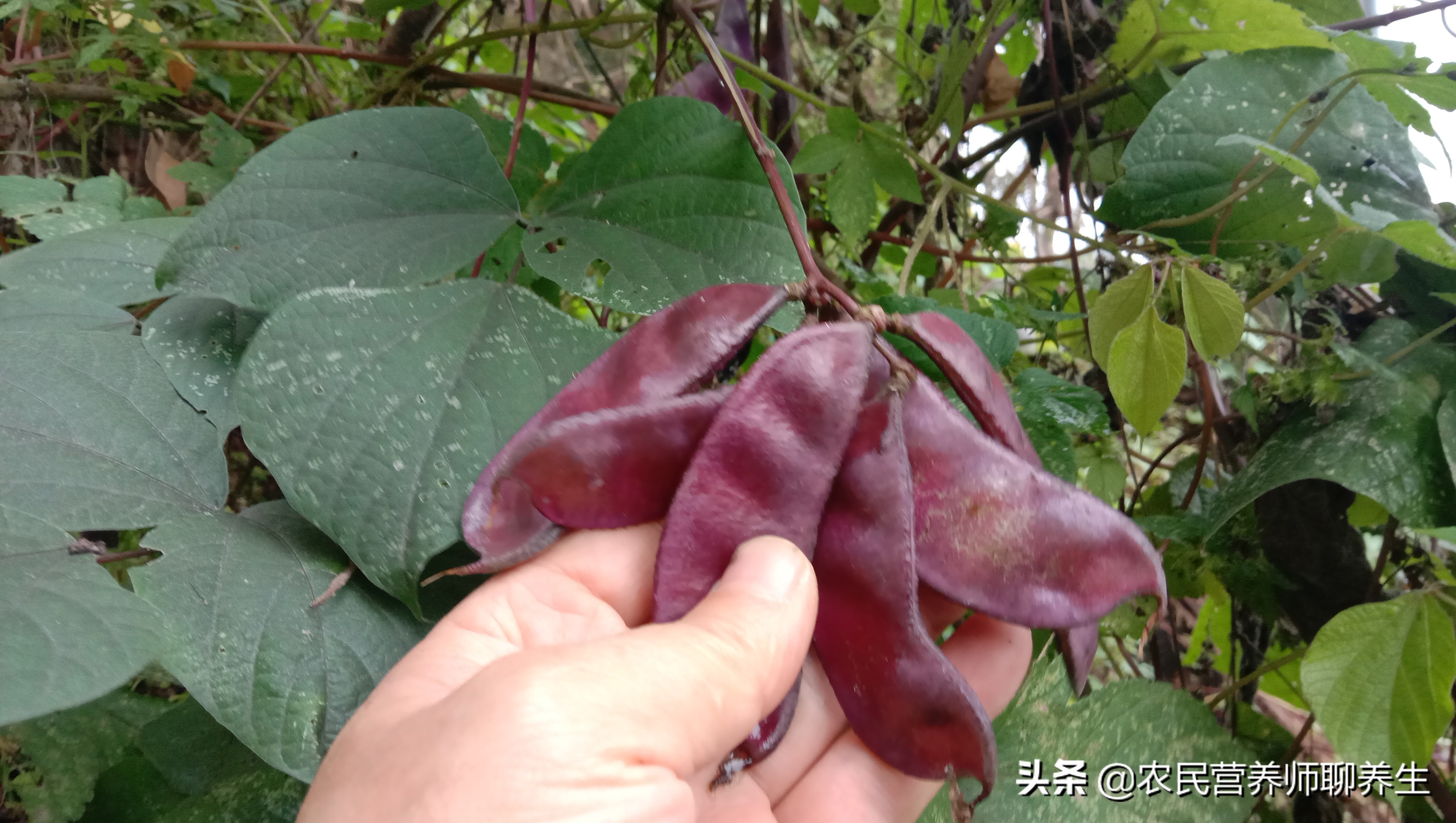 紫扁豆是什么（紫扁豆的正确营养价值，千万不要错过）