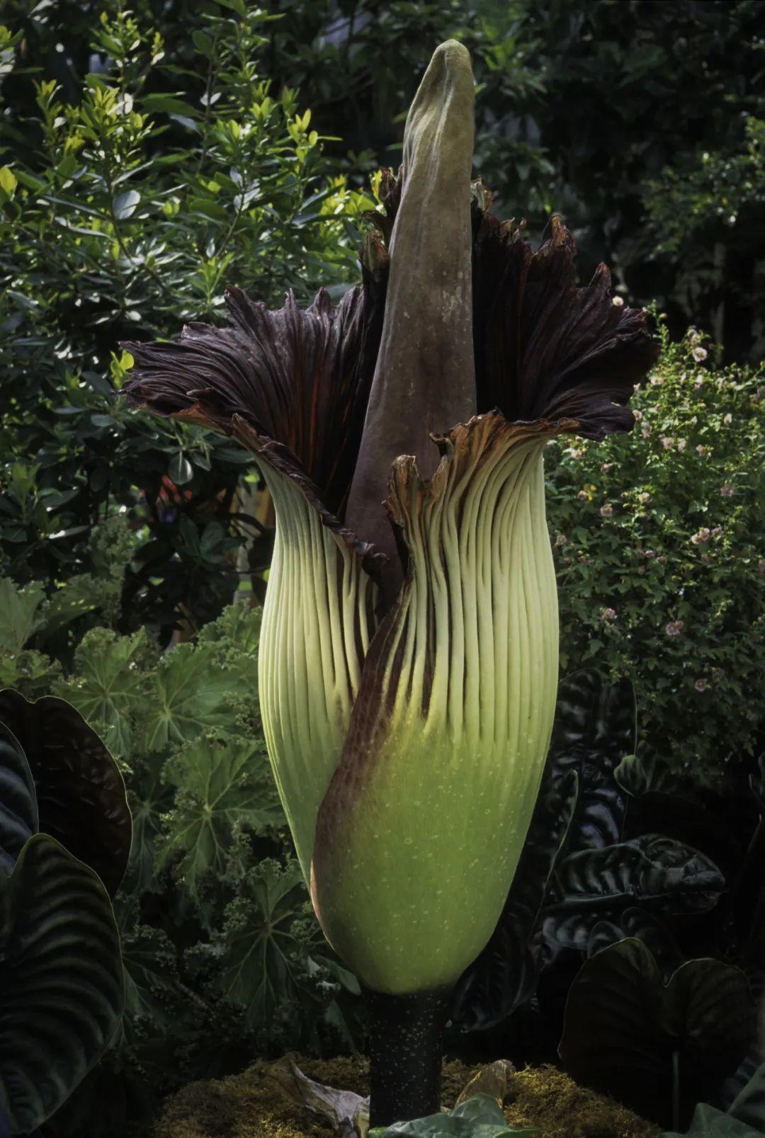 泰坦魔芋花图片(图文讲解巨魔芋的真正样子)