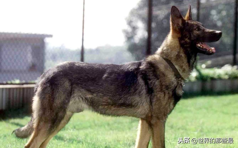 国内5种非常可靠的狼犬，不仅外表帅气，还有野狼的基因