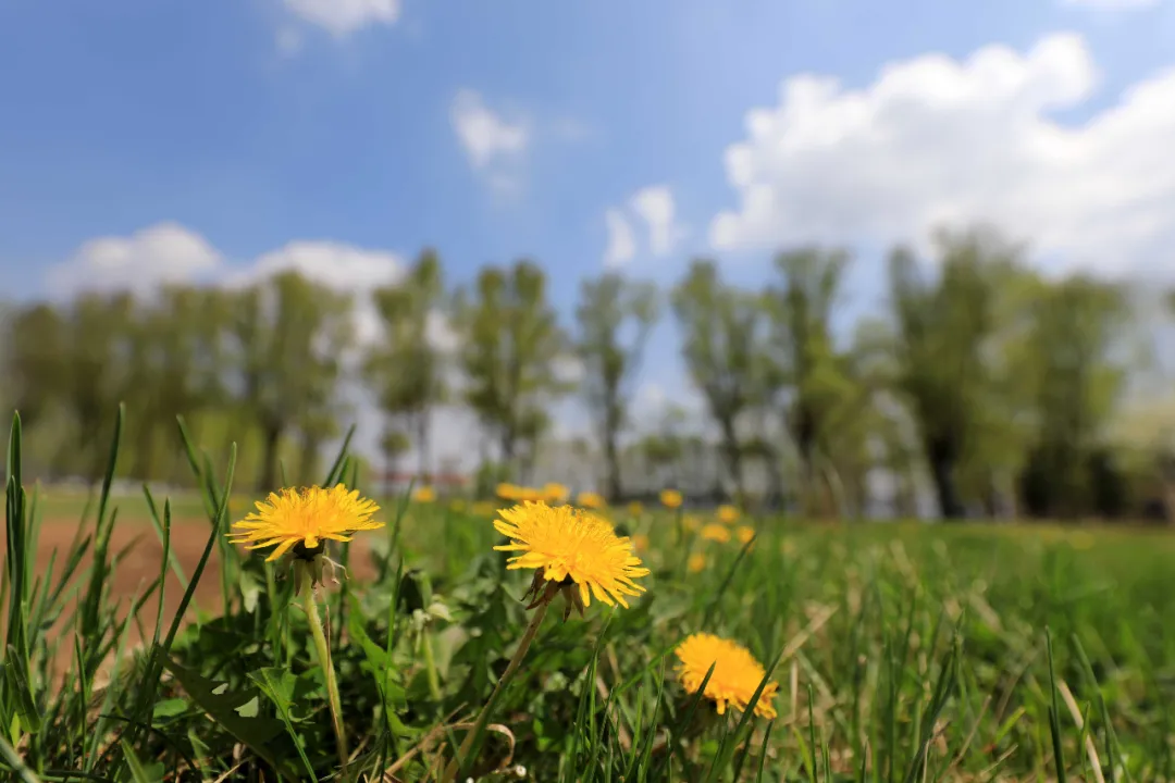 芒种 | 仲夏已至，处处菱歌长