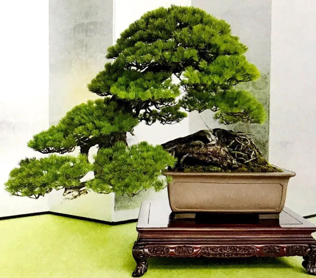 柏树的种类图片大全(九款松柏类盆景树种) - 赤虎壹号