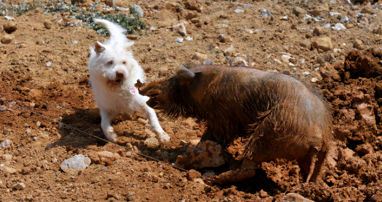 中华名犬下司犬,让你想养又不敢养的原因