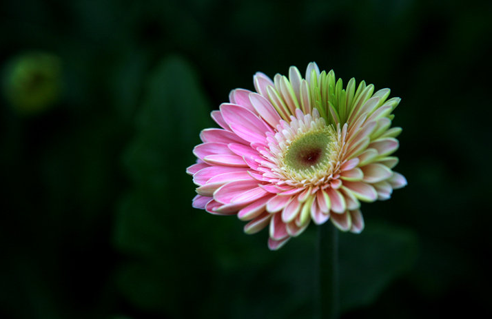菊花，就是秋日最美的诗词，十二首晚菊诗词，傲骨迎霜，优雅美艳