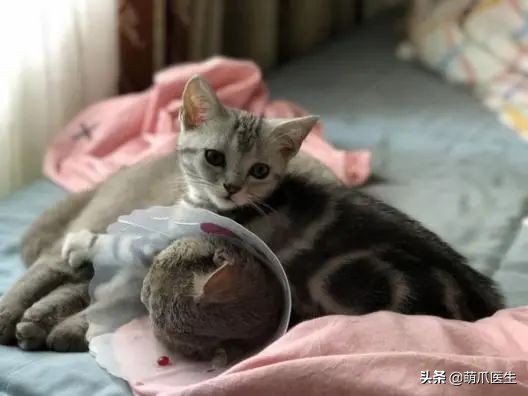 猫咪眼部分泌物不容忽视！预防眼部疾病，清洁和健康饮食很重要