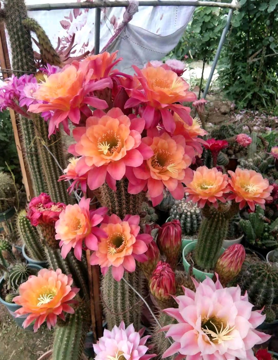 仙人球样子(仙人球界的"男神",株型直立挺拔,花朵颜值很高,每年开花