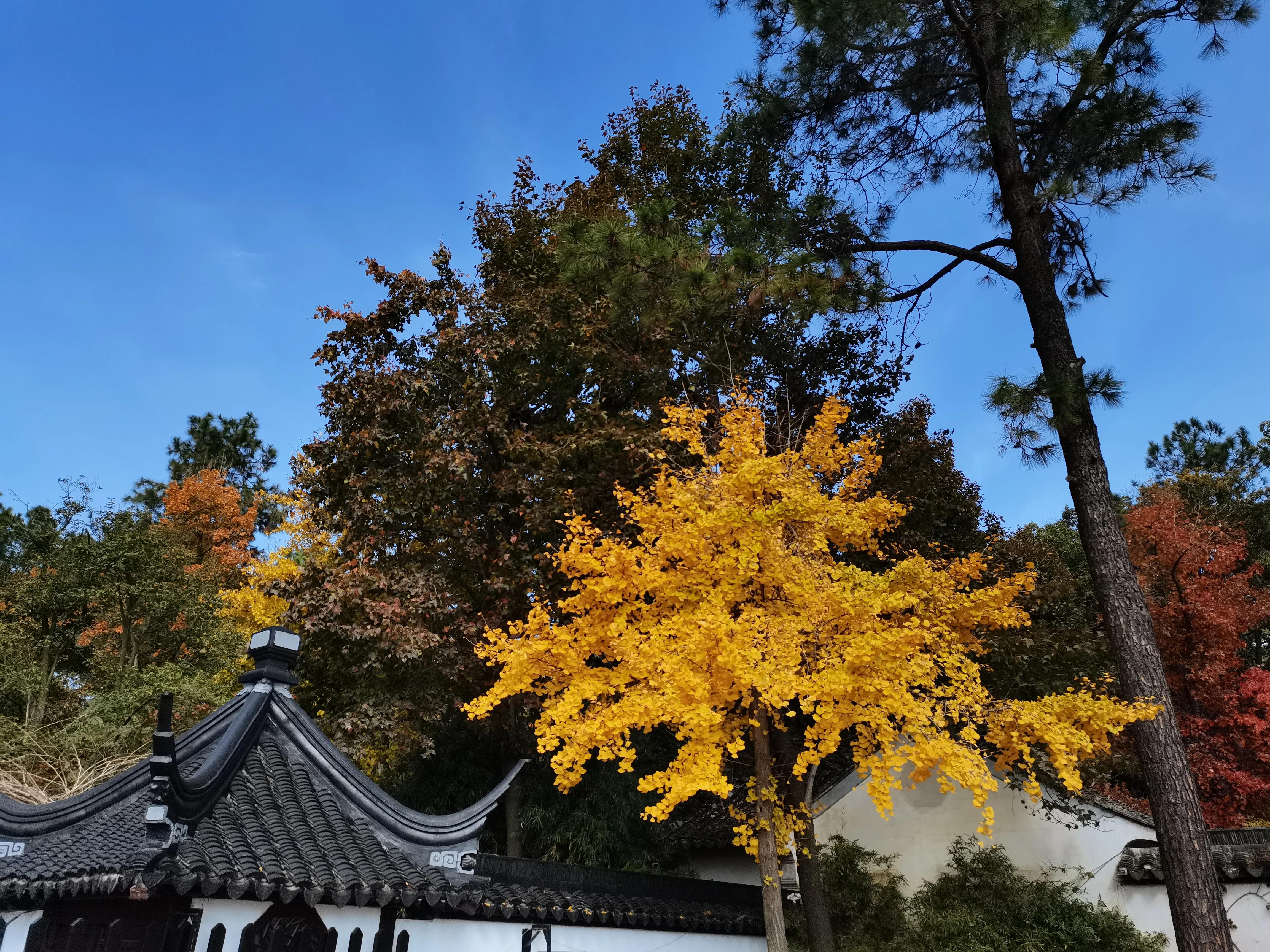 天平山下枫叶红---也说范仲淹在苏州的历史地位