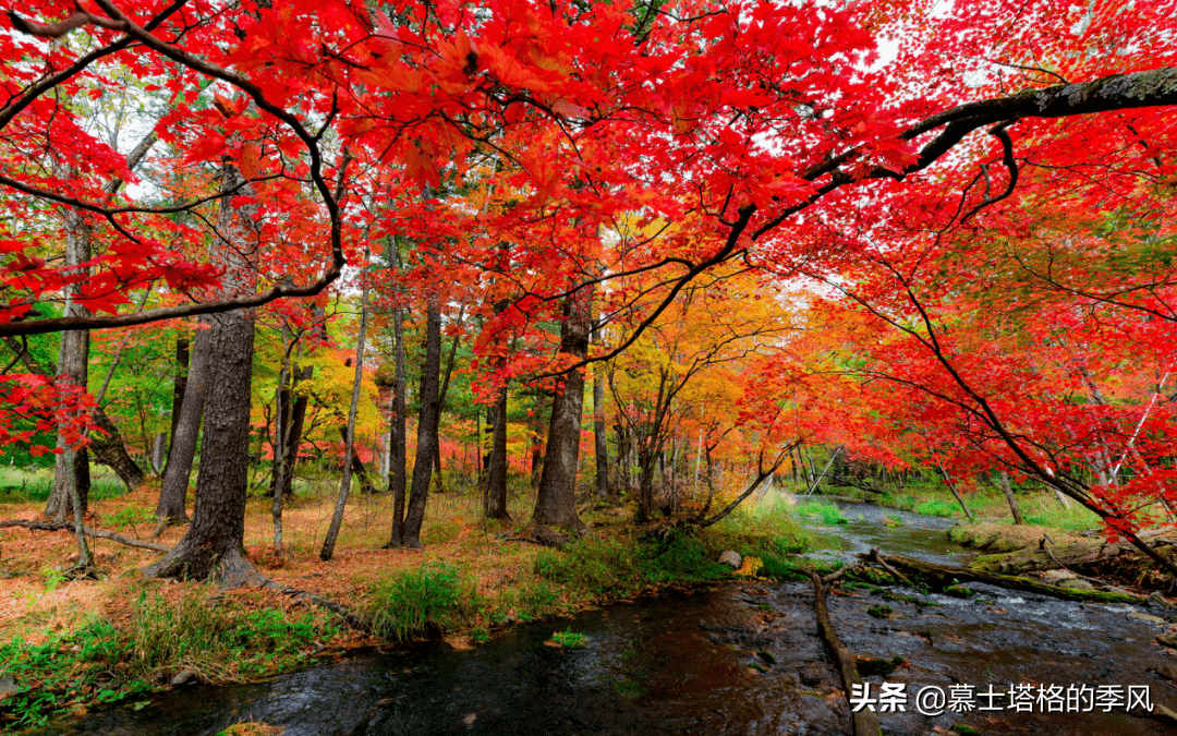 中國秋天最美的10處紅葉,你都知道在哪裡嗎?