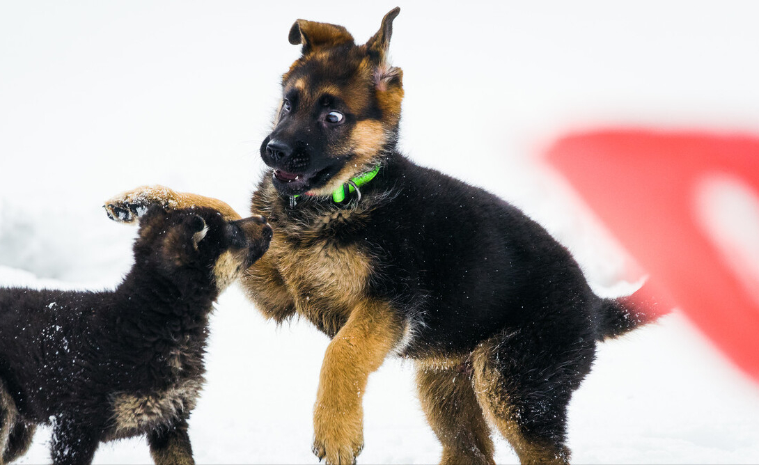 德国牧羊犬,"军警专用犬",有多少人当宠物犬饲养?