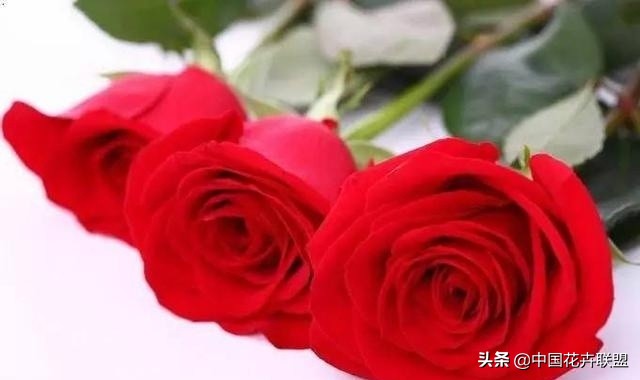 玫瑰花长什么样（26种常见玫瑰花品种集合）