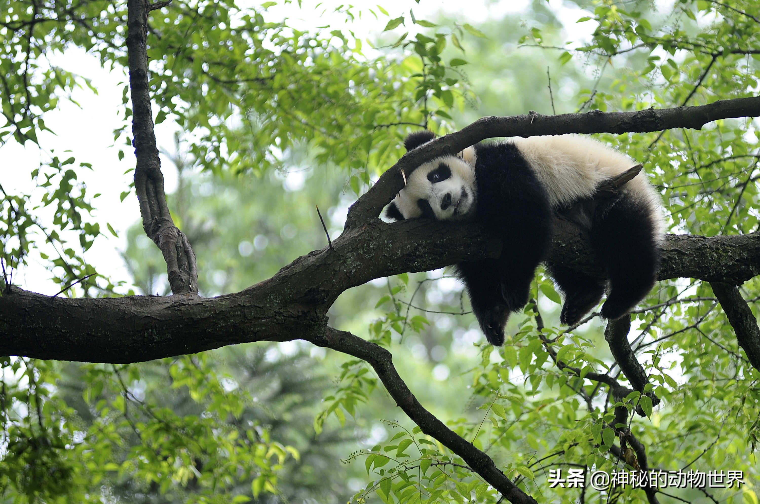 大熊猫的耳朵,眼罩,口鼻,腿,手臂和肩膀处的毛皮颜色为黑色,其余的