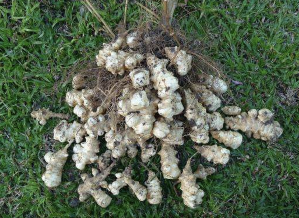 1种植物像 生姜 有着 大块茎 人称 菊芋 别乱采挖 菊芋图片 佳辰