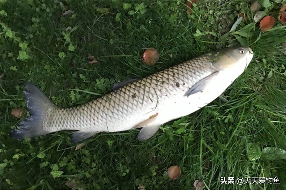 钓草鱼饵料配方（分享4款配方野钓大草鱼有奇效）