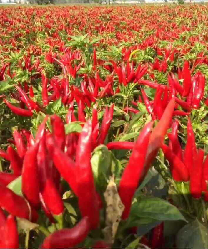 辣椒种植面积最大的“朝天椒”你了解吗?