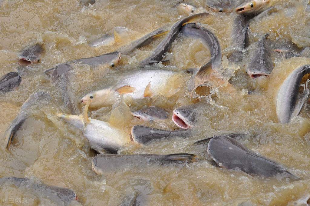 青鲇魚,青鲇魚的做法