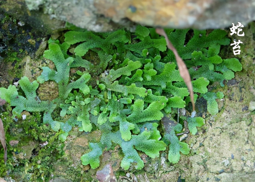 苔藓植物图片（小编带你盘点四十种苔藓植物）