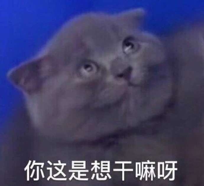 猫咪表情包合集你这是想干嘛呀？