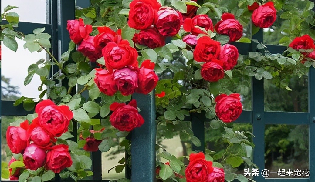 月季好养排行榜(公认的6款零差评的月季花,颜值高好养护,你养过的有几