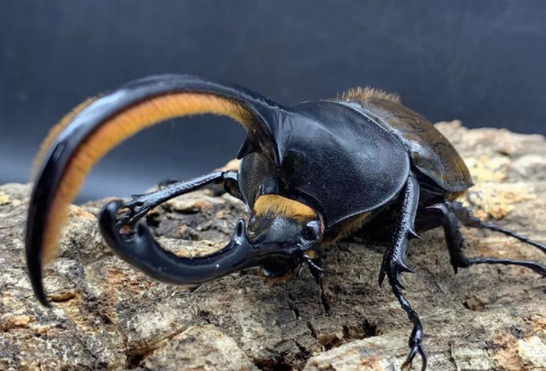 昆虫中的“大力神”，能举起超过自身重量850倍的物体，售价上千