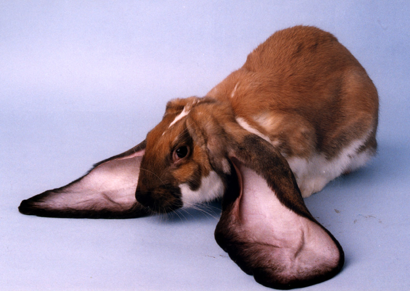 美国费斯垂耳兔图片