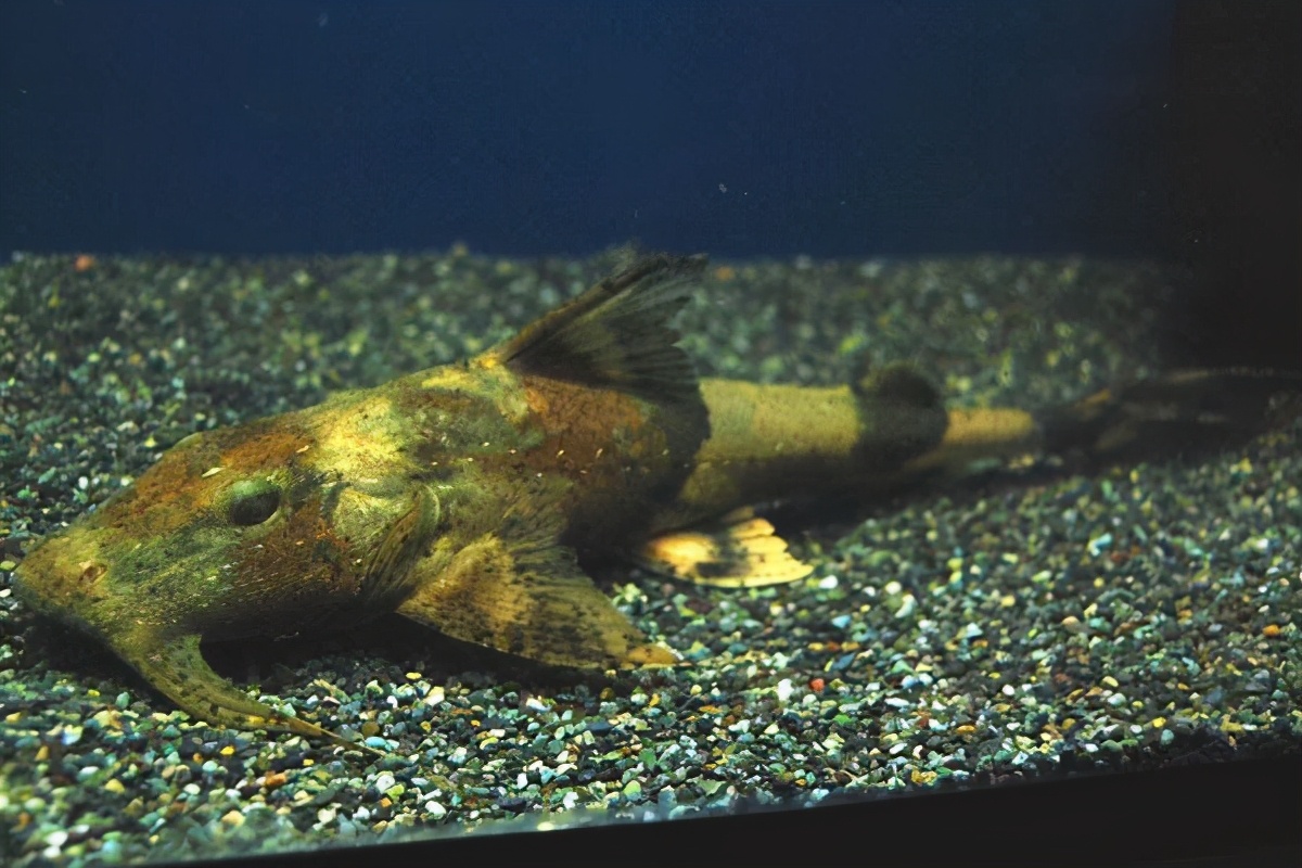 坦克鸭嘴鱼，一种捕食性鲶鱼，为何长的如此唬人？