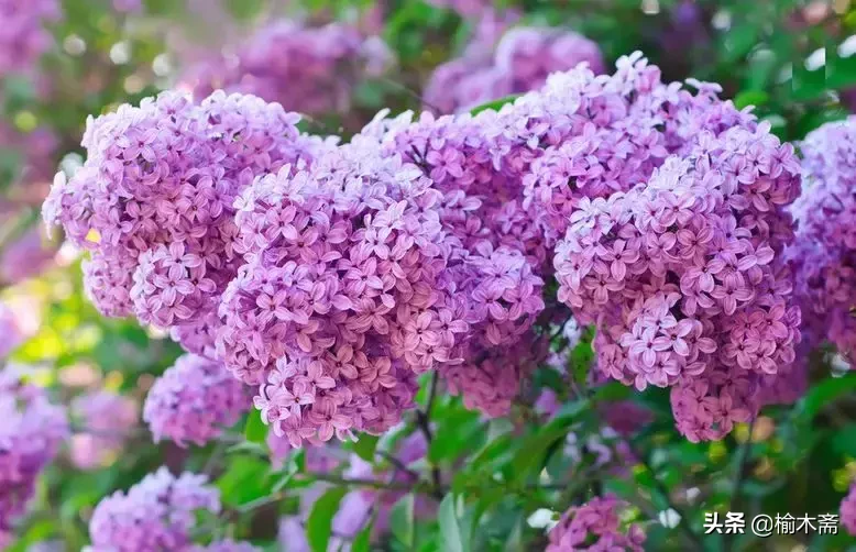 赞美丁香花的优雅诗句(十首丁香花的优美古诗词赏析)