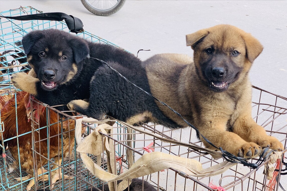 这6种“中国犬”，养的人虽然不多，但是很忠诚
