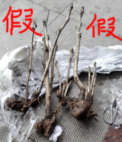 真花图片(5种花假货多，要注意辨别，小心“挂羊头卖狗肉”，白花钱)