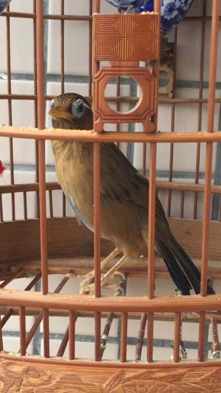 母画眉鸟叫(解读母画眉鸟的叫声不同含义)