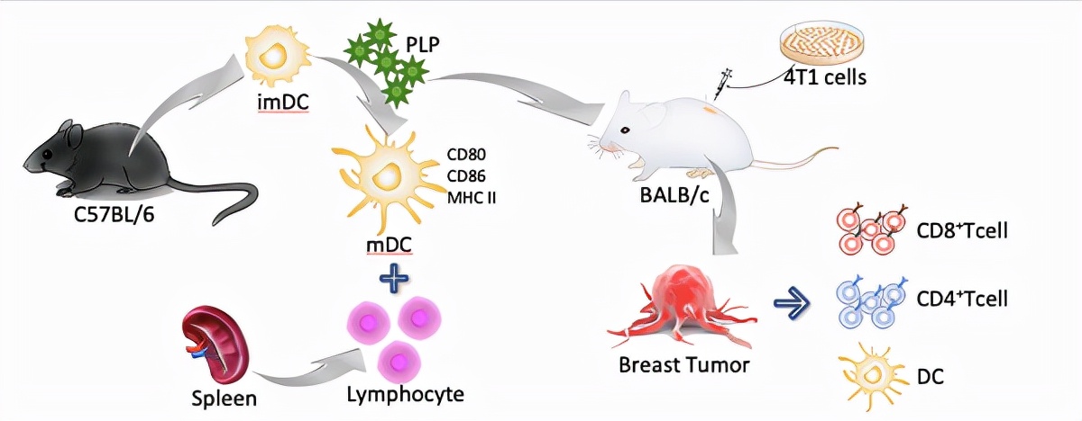 牛！短短一个月，北京这所名校接连取得多项重要科研进展，引国际关注！
