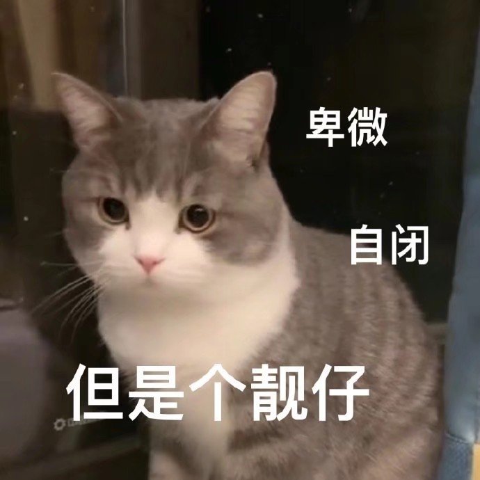 猫咪表情包合集｜我就是馋你的身子