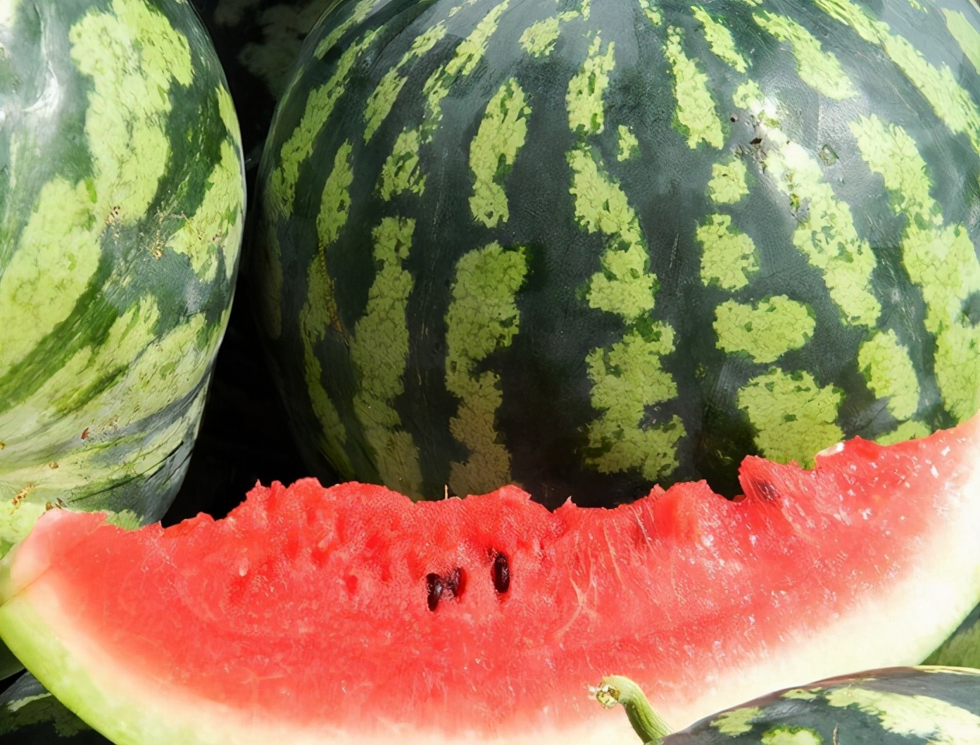 阿斯特拉罕是最好的晚熟西瓜品种冷正是这种喜热品种的特点,从85痰浇