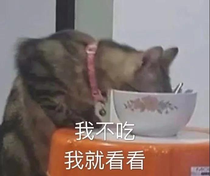 表情包：生活不易，猪猪自闭