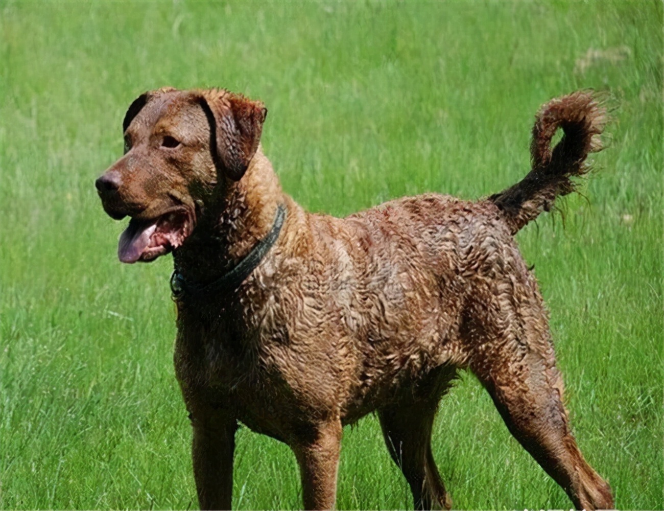 世界犬种智商排名榜前 30 名的聪明狗狗