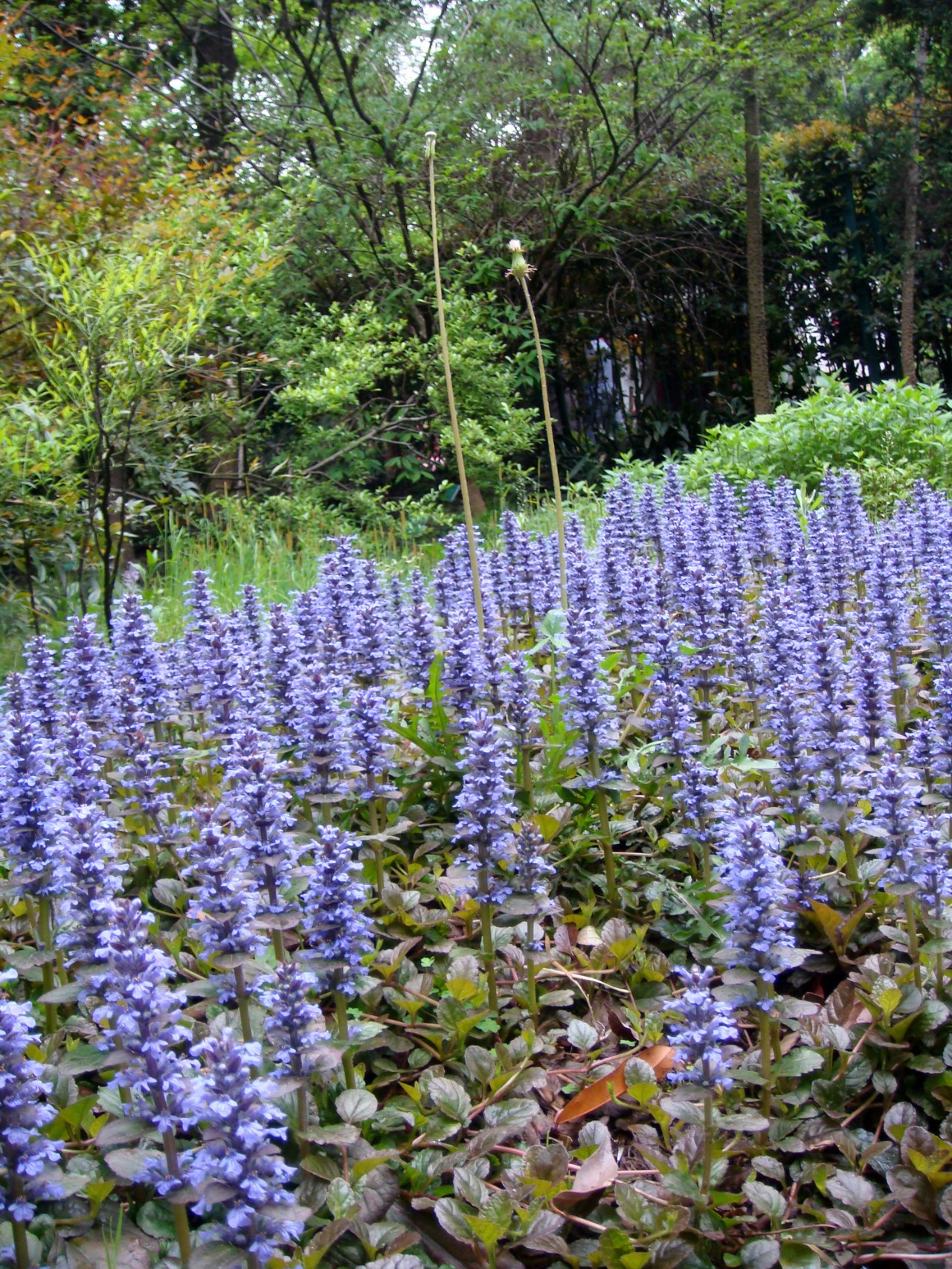 多年生草本花卉(这6种草本花卉铺地植物耐养观赏性好)